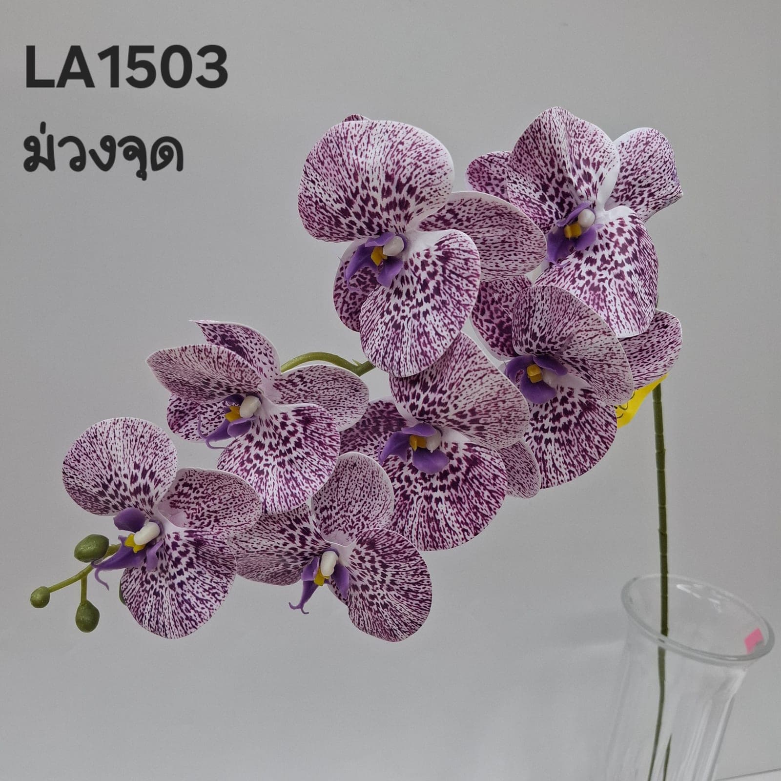 ฟาแลนด์7ดอก (LA15), ฟาแลนนอปซิส 7 ดอก — ดอกเรียงตามก้านโค้งให้สมดุลแบบสถาปัตยกรรม