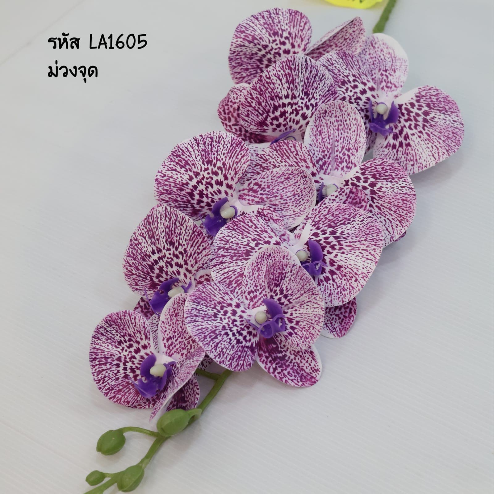 ฟาแลนด์ 9ดอก (LA16), ฟาแลนนอปซิส 9 ดอก: กลีบหนาคล้ายขี้ผึ้ง วางเส้นสายให้ลอยและสะอาด