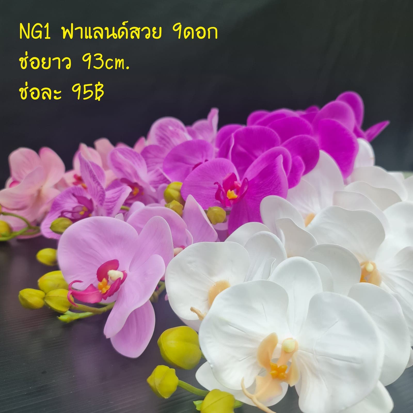 ฟาแลนด์สวย (NG01), ฟาแลนนอปซิส — ดอกเรียงตามก้านโค้งให้สมดุลแบบสถาปัตยกรรม