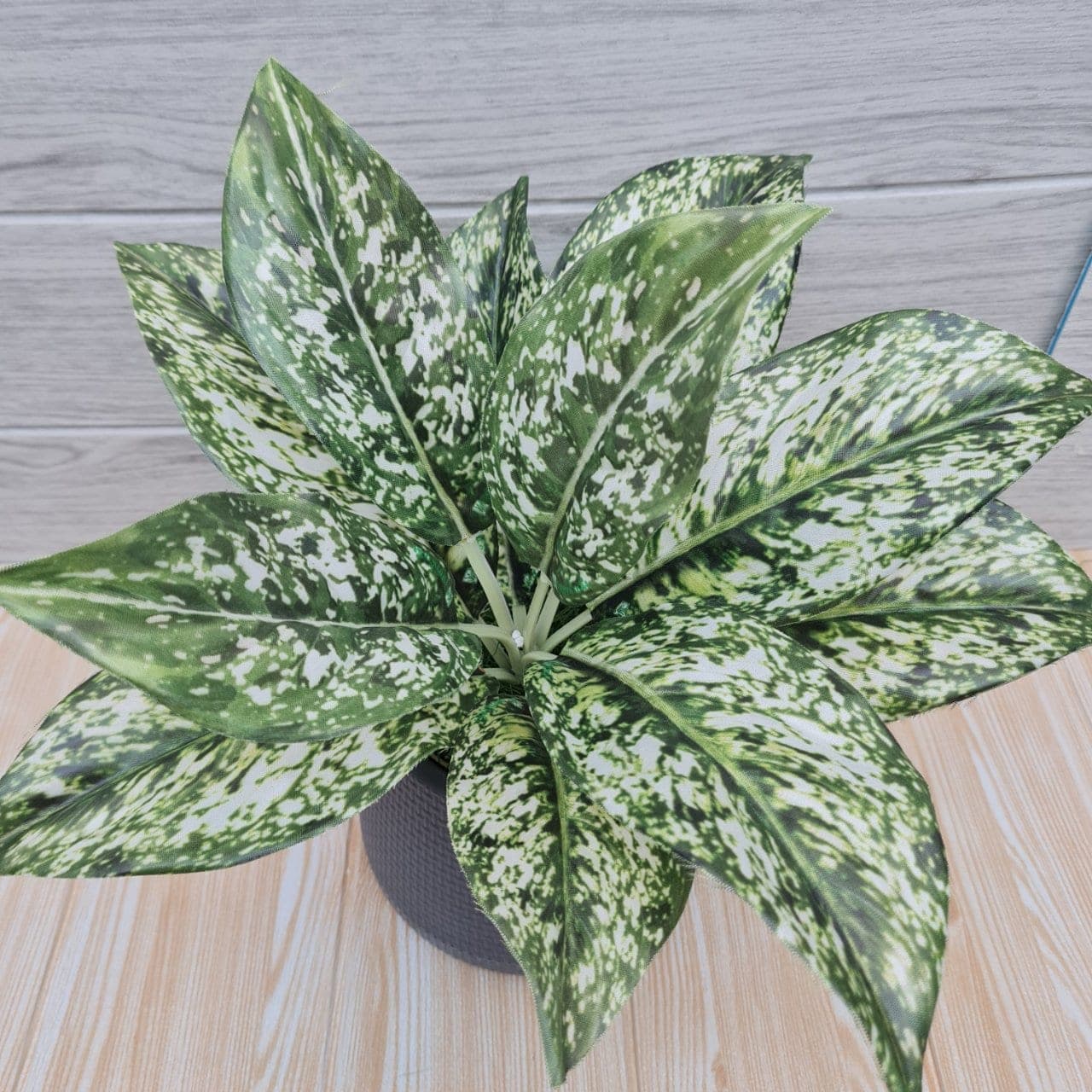 ต้นไม้มงคลเล็ก (XXNXCQG), Potted houseplant: a fully formed plant ready to drop into a planter or sit in a corner.