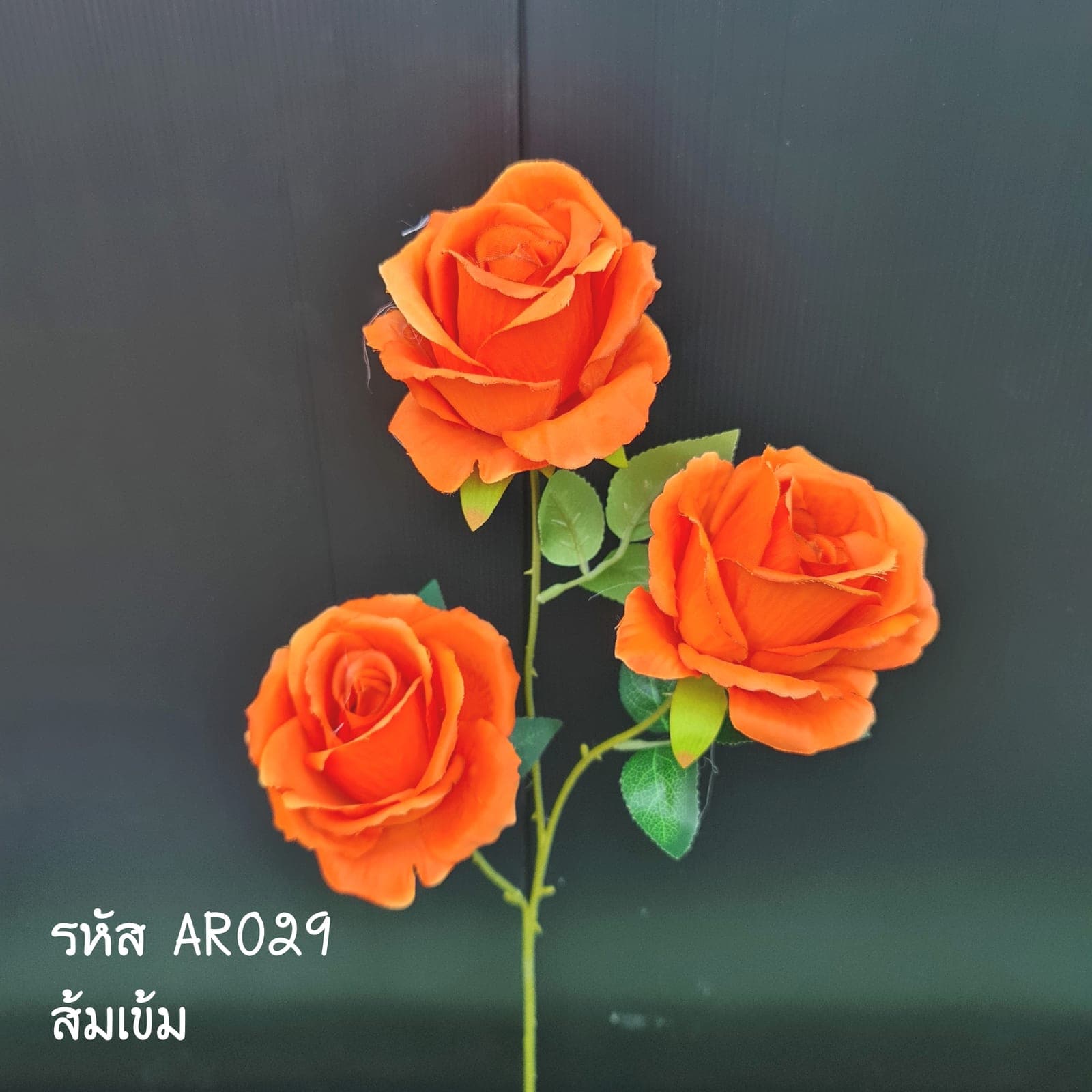 กุหลาบ 3บาน (AR2), กุหลาบ 3 บาน — สีกลีบเป็นชั้นไล่โทนจากใจกลางสู่ขอบนอก