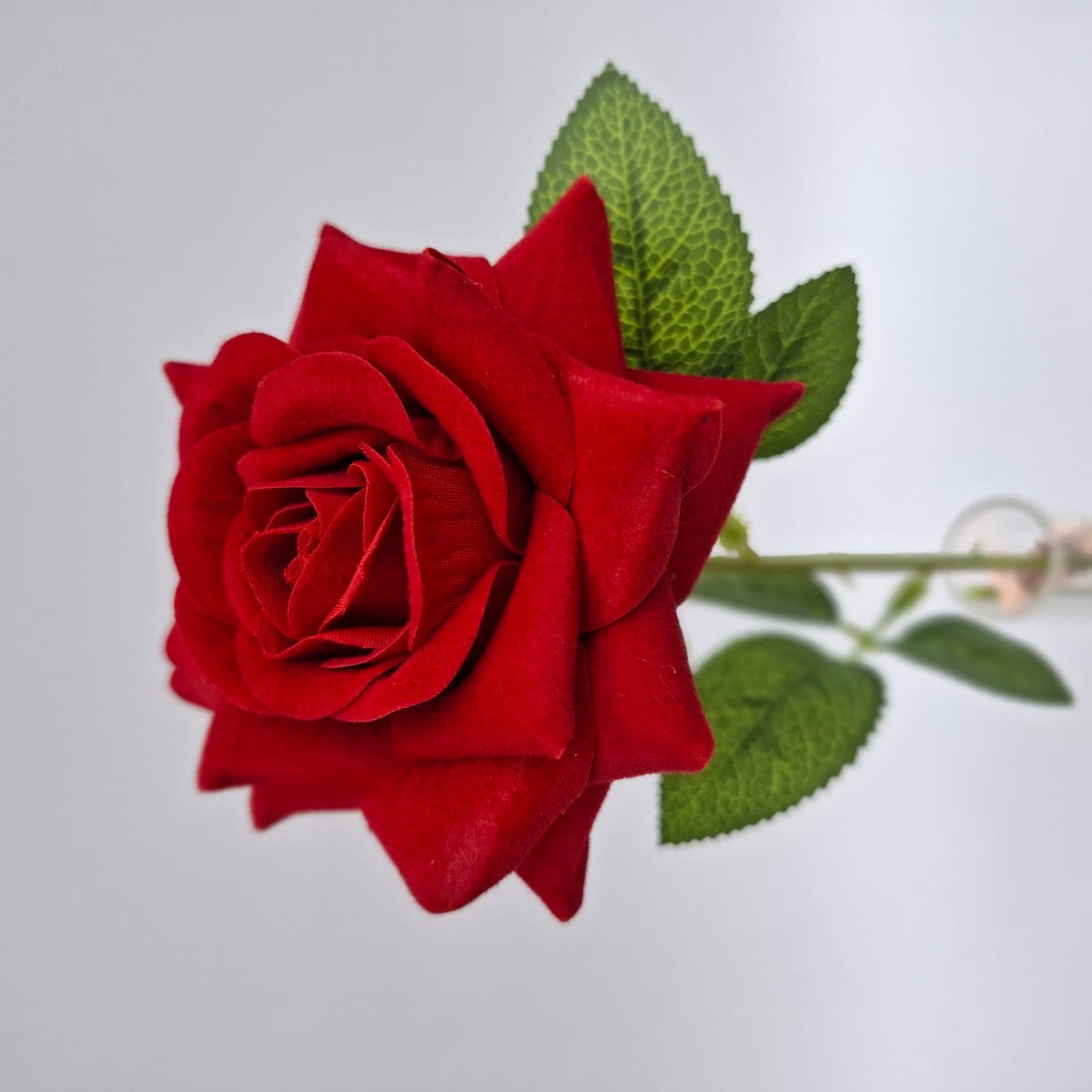 กุหลาบเดี่ยวกลีบแหลม (AVA02), A single-stem rose — graduated petal tones running from a deep heart to a softer edge.