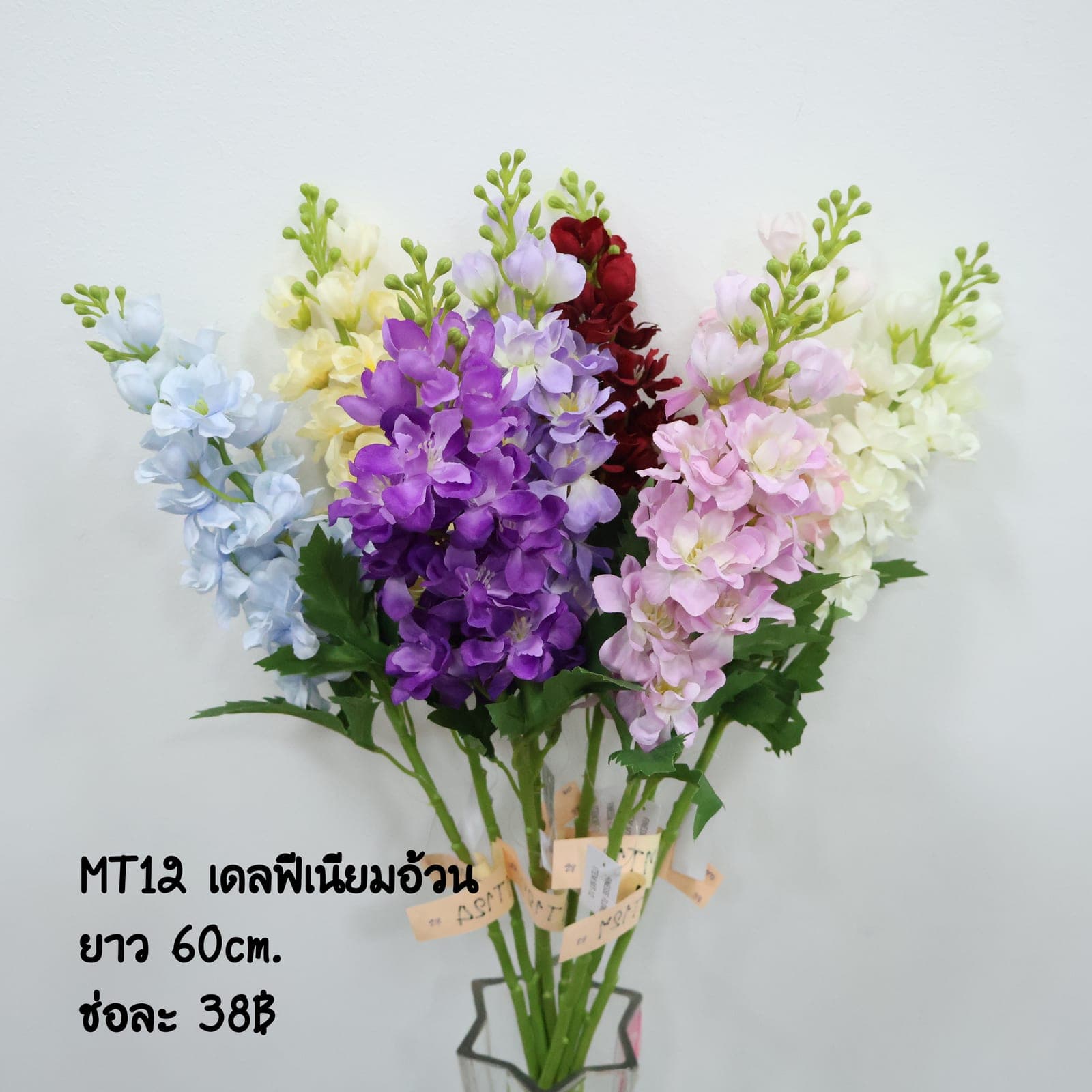 เดลฟีเนียมอ้วน (MT12)